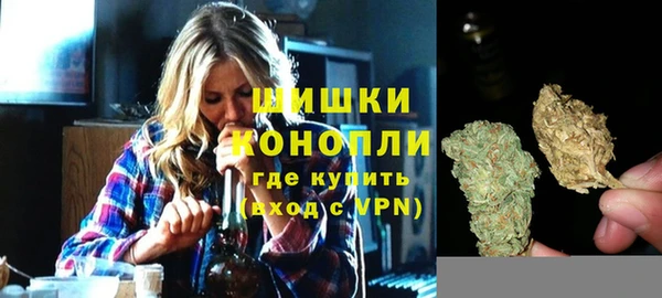 сатива Новозыбков